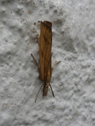 Gul nebbmott (Agriphila inquinatella)