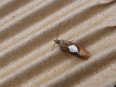 Augustkveldvikler (Epinotia solandriana)