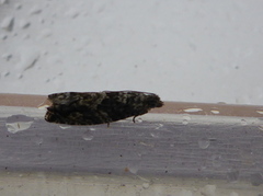 Epinotia cinereana/nisella