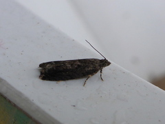 Epinotia cinereana/nisella