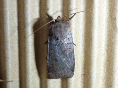 Barskogfly (Protolampra sobrina)