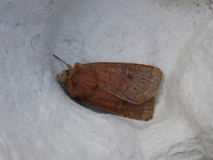 Variabelt flatfly (Conistra vaccinii)