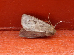 Krattfly (Graphiphora augur)