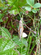 Perlemornebbmott (Catoptria margaritella)