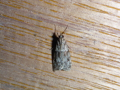 Barkmosemott (Eudonia truncicolella)