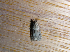 Barkmosemott (Eudonia truncicolella)