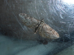 Augustdvergmåler (Eupithecia pusillata)