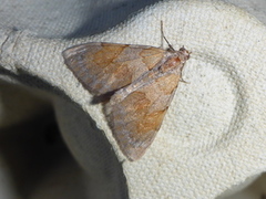 Fjærbarmåler (Pennithera firmata)