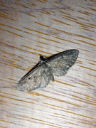 Augustdvergmåler (Eupithecia pusillata)