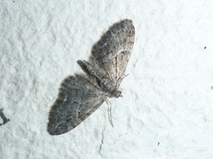 Augustdvergmåler (Eupithecia pusillata)