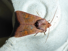 Stengelfly (Amphipoea)