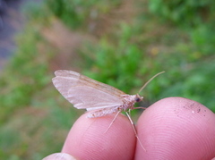 Fjærbarmåler (Thera firmata)