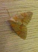 Fjærbarmåler (Pennithera firmata)