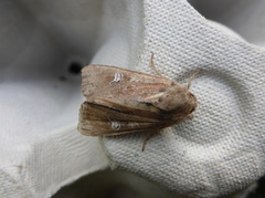 Brunt sumpfly (Helotropha leucostigma)