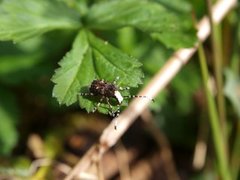 Soppsnutebiller (Anthribidae)