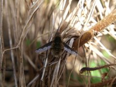 Stor humleflue (Bombylius major)