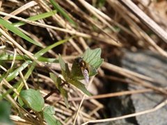 Blomsterfluer (Syrphidae)