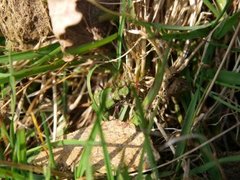 Grønn sandjeger (Cicindela campestris)