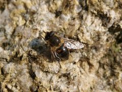 Blomsterfluer (Syrphidae)