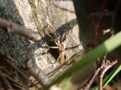 Stor lyngrovedderkopp (Pisaura mirabilis)