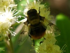 Humleblomsterfluer (Volucella)