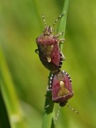 Bærtege (Dolycoris baccarum)