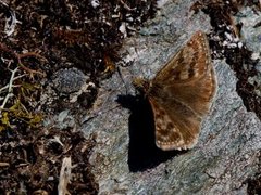 Tiriltungesmyger (Erynnis tages)