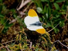 Aurorasommerfugl (Anthocharis cardamines)