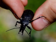 Lærløper (Carabus coriaceus)