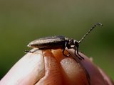 Bladbiller (Chrysomelidae)