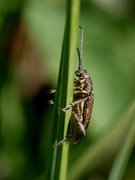 Bladbiller (Chrysomelidae)