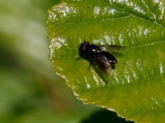 Urteblomsterfluer (Cheilosia)