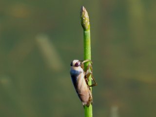 Stor ryggsvømmer (Notonecta glauca)