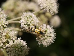 Leptura