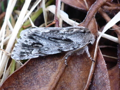 Vårlurvefly (Brachionycha nubeculosa)