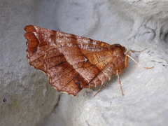 Blek månemåler (Selenia dentaria)