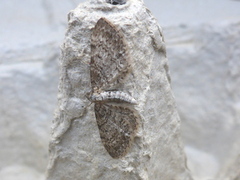 Einerdvergmåler (Eupithecia intricata)