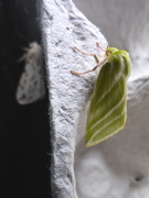 Rødfrynset båtfly (Pseudoips prasinana)