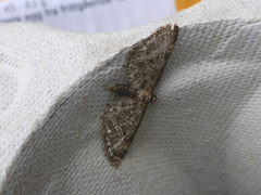 Vinkeldvergmåler (Eupithecia vulgata)