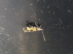 Mompha locupletella