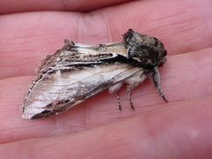 Seljetannspinner (Pheosia tremula)