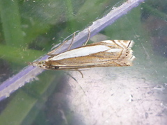 Beitenebbmott (Crambus pascuella)