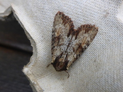 Kileengfly (Apamea crenata)