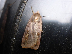 Rødfrynset teglfly (Diarsia brunnea)