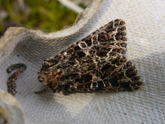 Mørkt nellikfly (Hadena bicruris)