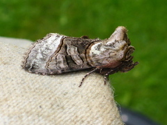 Grått neslefly (Abrostola tripartita)