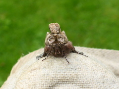 Grått neslefly (Abrostola tripartita)