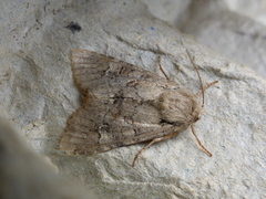 Åkerengfly (Apamea sordens)