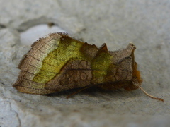 Større båndmetallfly (Diachrysia chrysitis)