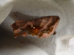 Fiolettbrunt metallfly (Autographa pulchrina)